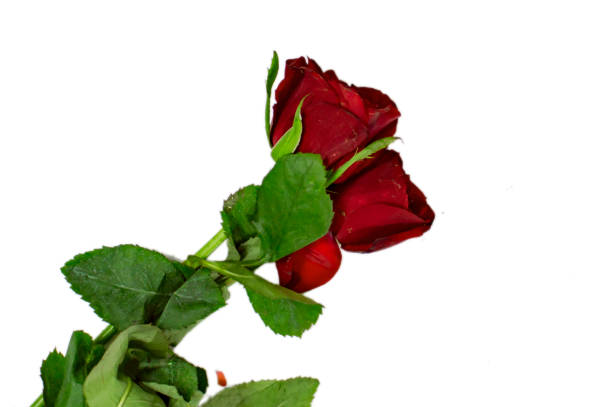 istock Two red roses with stems and green leaves on white surface 1050280854