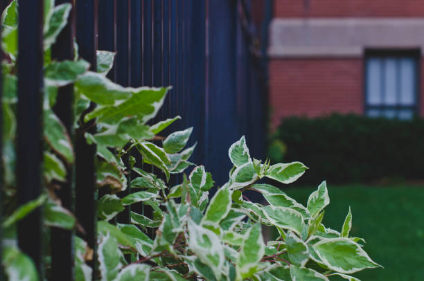 istock The green plants growing out the fence 1050281186
