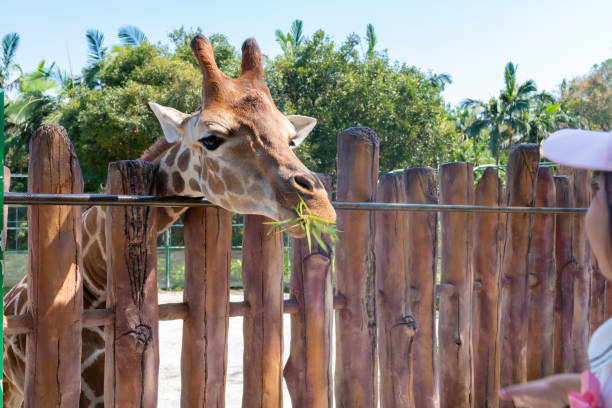istock feeding giraffe in a zoo 1050284594