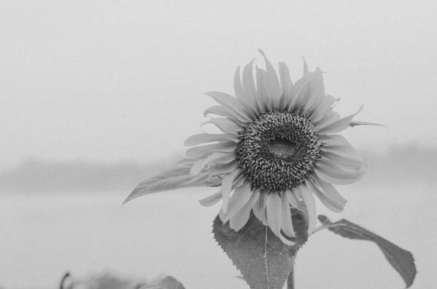 istock Vintage blur of sunflower 1050287308
