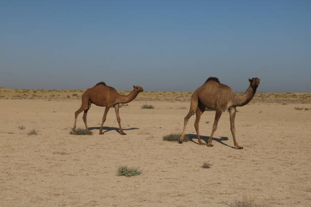 istock Camels in the Desert 1050287852