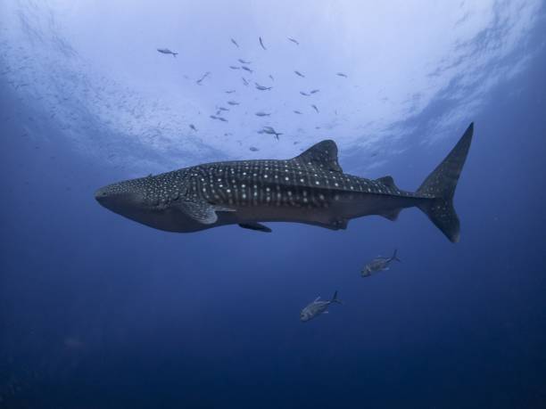 istock A juvenile 3 meters whale shark 1050291374