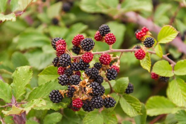 istock Close up of wild blackberries growing on a bush 1050294536