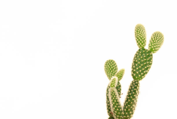 istock beautiful mini cactus isolated on white background 1050297902