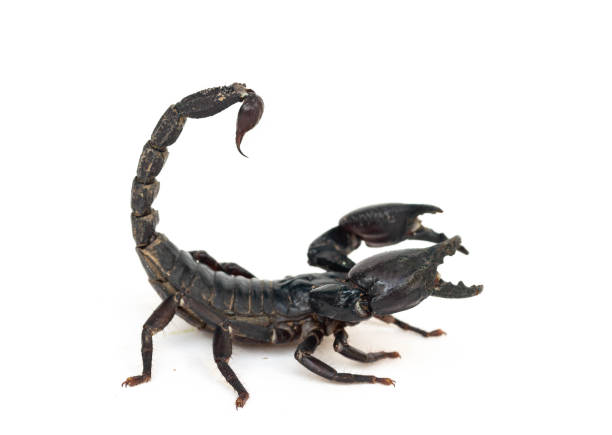 istock Black scorpion isolated on white background 1050297950