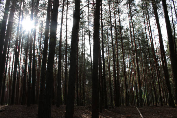 istock Sunny forest in Ukraine 1050298116