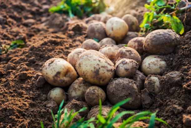 istock potatoes in the field 1050307228