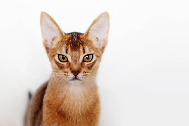istock Abyssinian kitten dissatisfied with something. Close-up portrait 1050307294