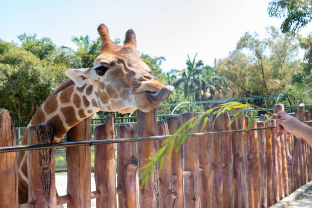 istock feeding giraffe in a zoo 1050307458