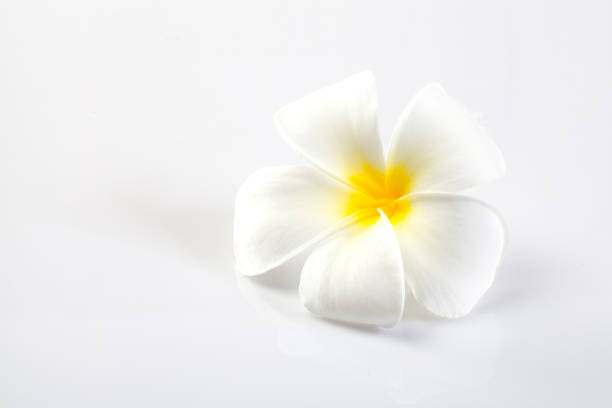 Plumeria flowers isolated on white.