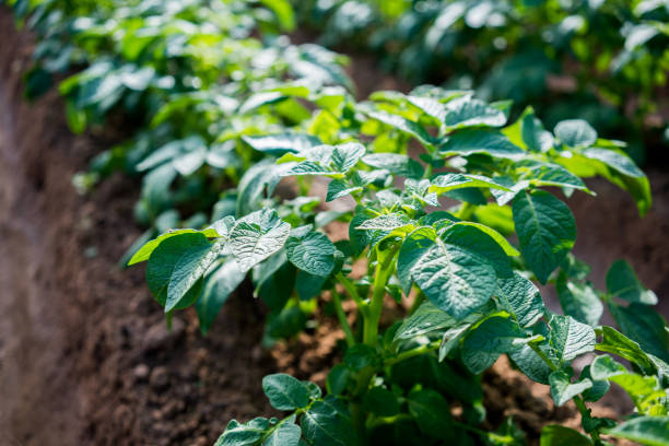 istock potato plant in the field. 1050311212