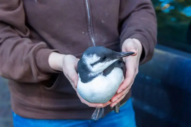 volunteer at bird shelter in the Hague, the netherlands, treats sick or injured guillemot seabird