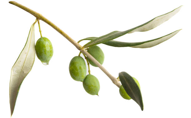istock branch with green olives 1050312300