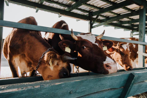 istock brown domestic cows eating in stall at farm 1050318270