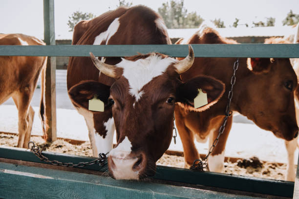 istock brown domestic cows standing in stall at farm 1050318306