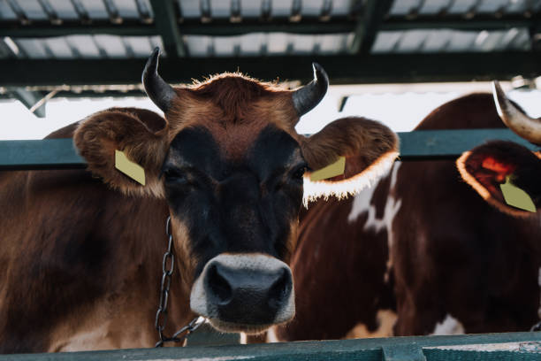 istock selective focus of brown cow standing in stall at farm 1050318698