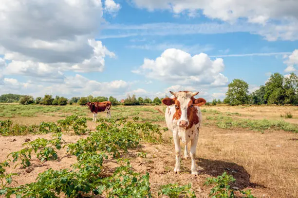 Curiously looking red-and-white cow with horns poses for the photographer. The cow stands on the floodplains of a river between Jimsonweed or Datura stramonium plant growing in the wild Dutch nature.