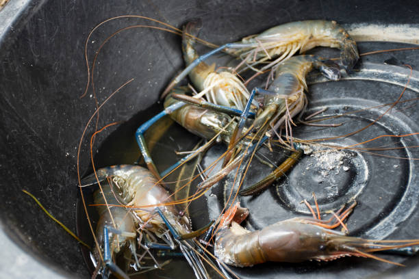 istock Fresh shrimp or prawn in plastic basin wait for cooking grilled on stove 1050323124
