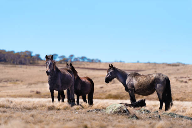 знаменитые дикие лошади в национальном парке костюшко, новый джерси, австралия - kosciuszko national park стоковые фото и изображения