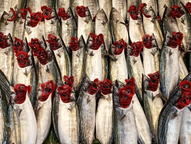 turkish bonito fresh fish at istanbul Turkey