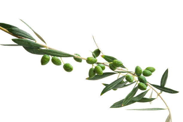 istock branch with green olives 1050325780