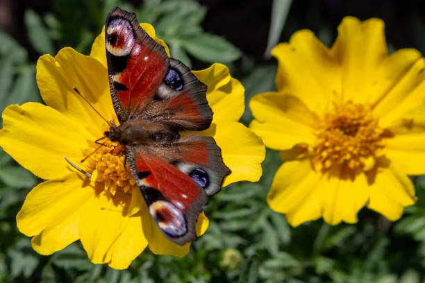 istock Butterfly on a yellow flower 1050326396