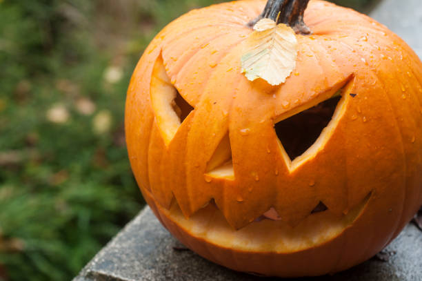 istock halloween pumpkin in the autumnal forest 1050331570