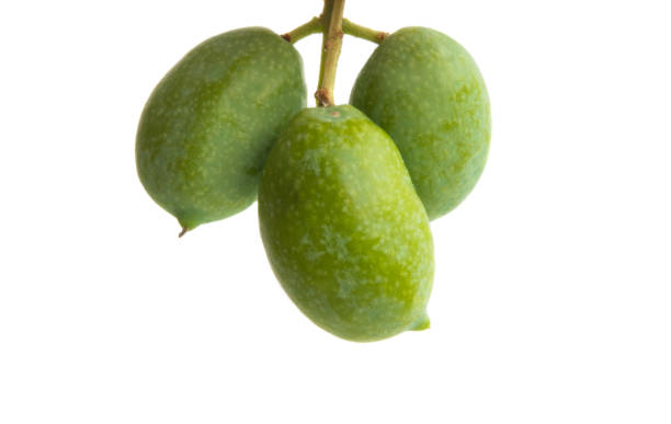 istock branch with green olives 1050333166