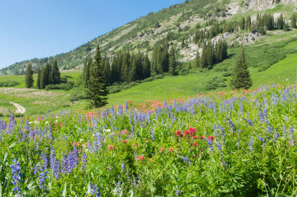 istock Wildflower Season in Albion Basin 1050333464