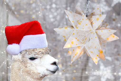 Christmas concept llama alpaca wearing a santa claus bonnet isolated on a white christmas background with stars