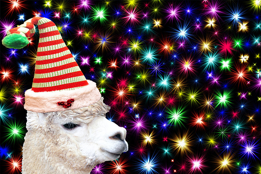 Funny christmas animal card a llama wearing a christmas elf hat isolated on a black background with colorful stars