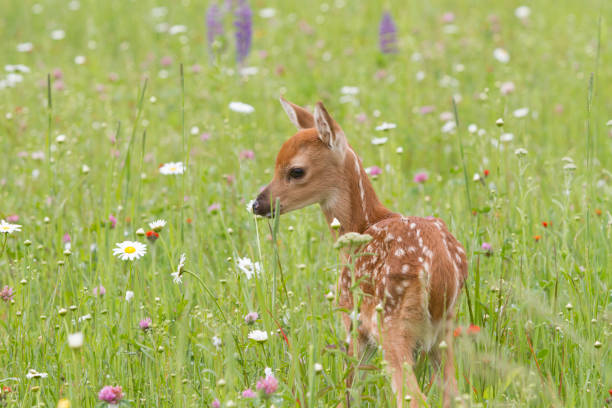 istock LIttle White=tailed Fawn Smelling a Daisy 1050336666
