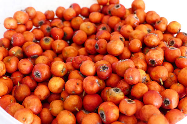 istock medicinal fruit red hawthorn, alternative medicine and hawthorn fruit, 1050336692