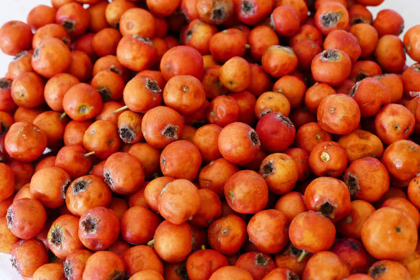 istock medicinal fruit red hawthorn, alternative medicine and hawthorn fruit, 1050336696