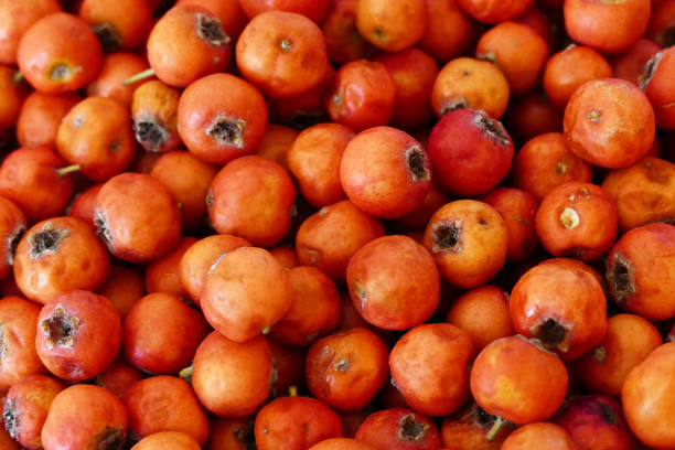 istock medicinal fruit red hawthorn, alternative medicine and hawthorn fruit, 1050336698