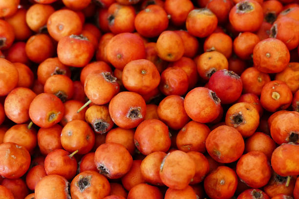 istock medicinal fruit red hawthorn, alternative medicine and hawthorn fruit, 1050337170