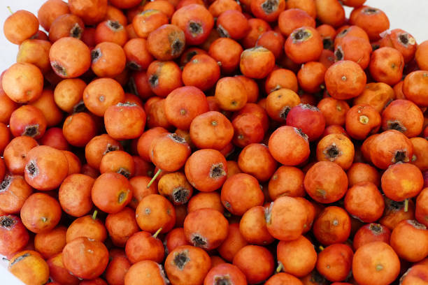 istock medicinal fruit red hawthorn, alternative medicine and hawthorn fruit, 1050339340