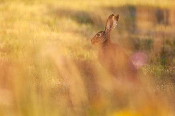 istock Hare sitting on meadow in beautiful evening orange sun. 1050339440