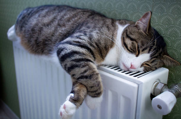 furry striped pet cat lying on warm radiator rests - velo casaco imagens e fotografias de stock