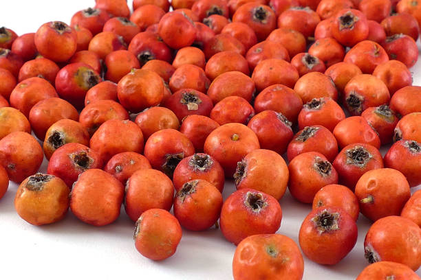 istock medicinal fruit red hawthorn, alternative medicine and hawthorn, medicinal hawthorn, 1050340130