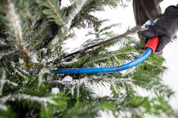 homme méconnaissable obtenir un arbre de noël dans la forêt. - landscape cold tree pine photos et images de collection