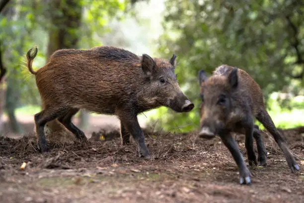 Couple of wild pigs playing together