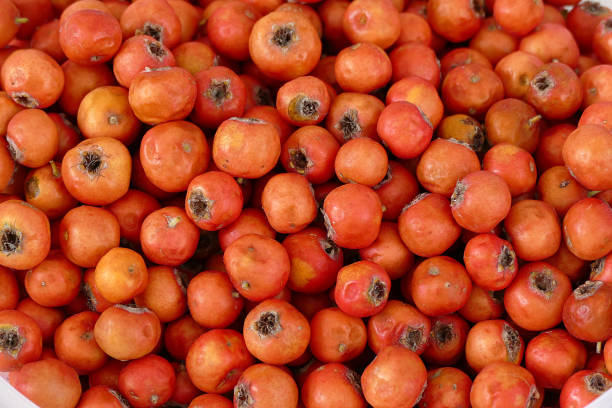 istock medicinal fruit red hawthorn, alternative medicine and hawthorn, medicinal hawthorn, 1050343404