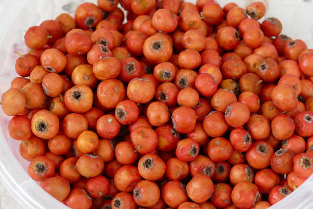 istock medicinal fruit red hawthorn, alternative medicine and hawthorn, medicinal hawthorn, 1050343536