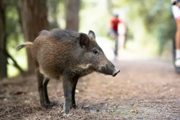 Wild pig looking for yummy