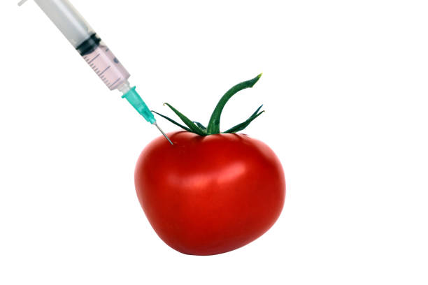 inyectando un tomate aislado en blanco. - tomato genetic modification biotechnology green fotografías e imágenes de stock