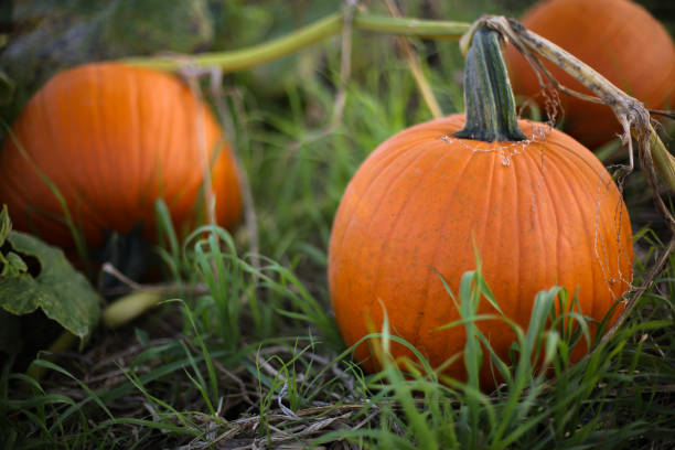 istock Ripe Orange Pumpkin Plants Ready to be Picked for Harvest in a Pumpkin Patch Field, Fall Halloween or Thanksgiving Concept 1050350026