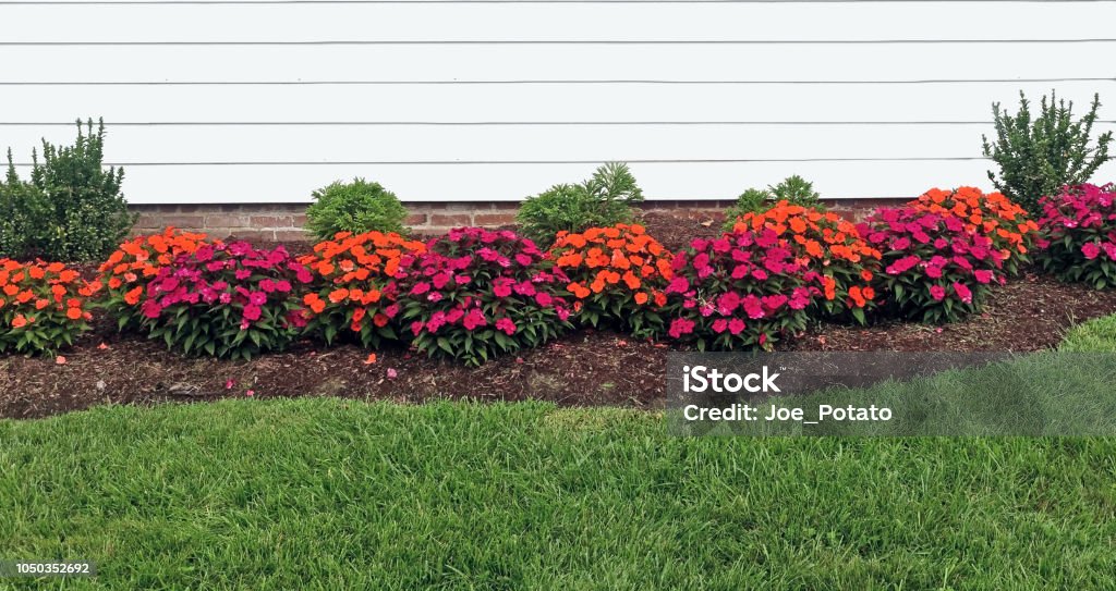 Red and Orange Impatiens Red and orange summer impatiens bordering home with green grass in foreground. Flowerbed Stock Photo