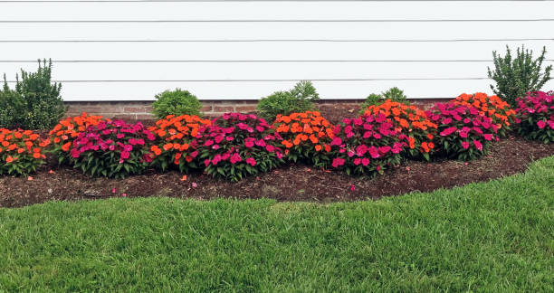 Red and Orange Impatiens Red and orange summer impatiens bordering home with green grass in foreground. flowerbed stock pictures, royalty-free photos & images