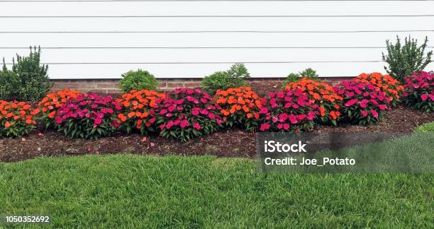 Red And Orange Impatiens Stock Photo - Download Image Now - Flowerbed, Yard - Grounds, Flower